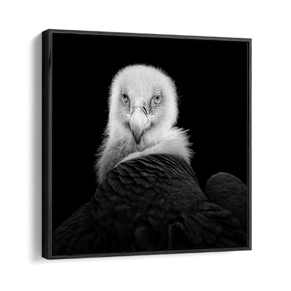 EURASIAN GRIFFON WILDLIFE PHOTOGRAPHY in Black Floater Frame