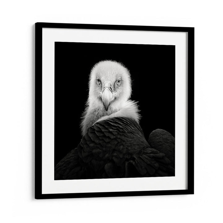 EURASIAN GRIFFON WILDLIFE PHOTOGRAPHY in Black Frame With Mount