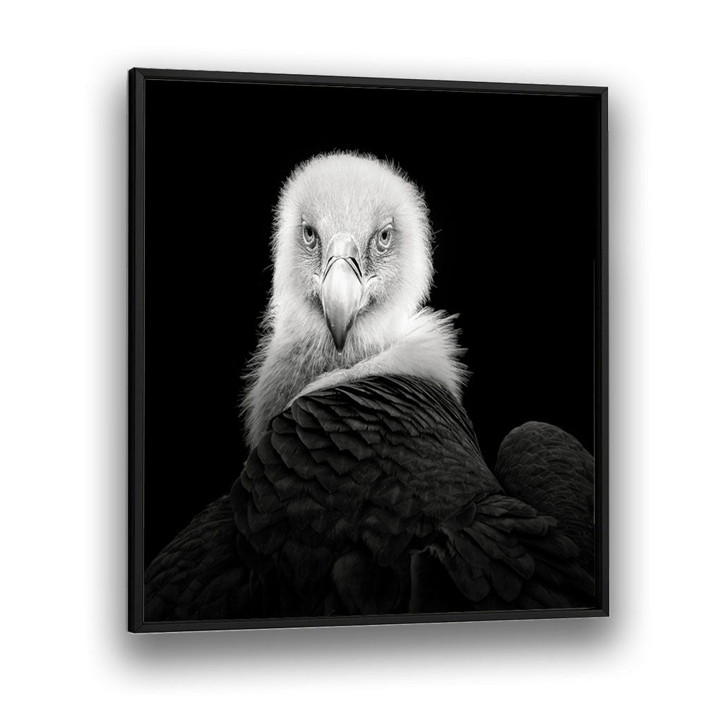 EURASIAN GRIFFON WILDLIFE-PHOTOGRAPHY in Black Plain Frame