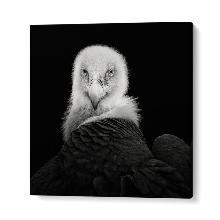 EURASIAN GRIFFON WILDLIFE PHOTOGRAPHY in Gallery Wrap