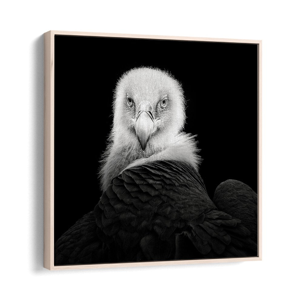 EURASIAN GRIFFON WILDLIFE PHOTOGRAPHY in Oak Wood Floater Frame