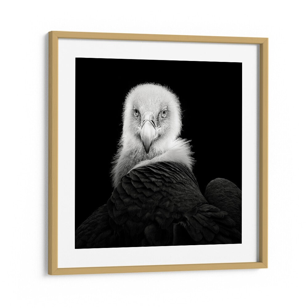 EURASIAN GRIFFON WILDLIFE PHOTOGRAPHY in Oak Wood Frame With Mount