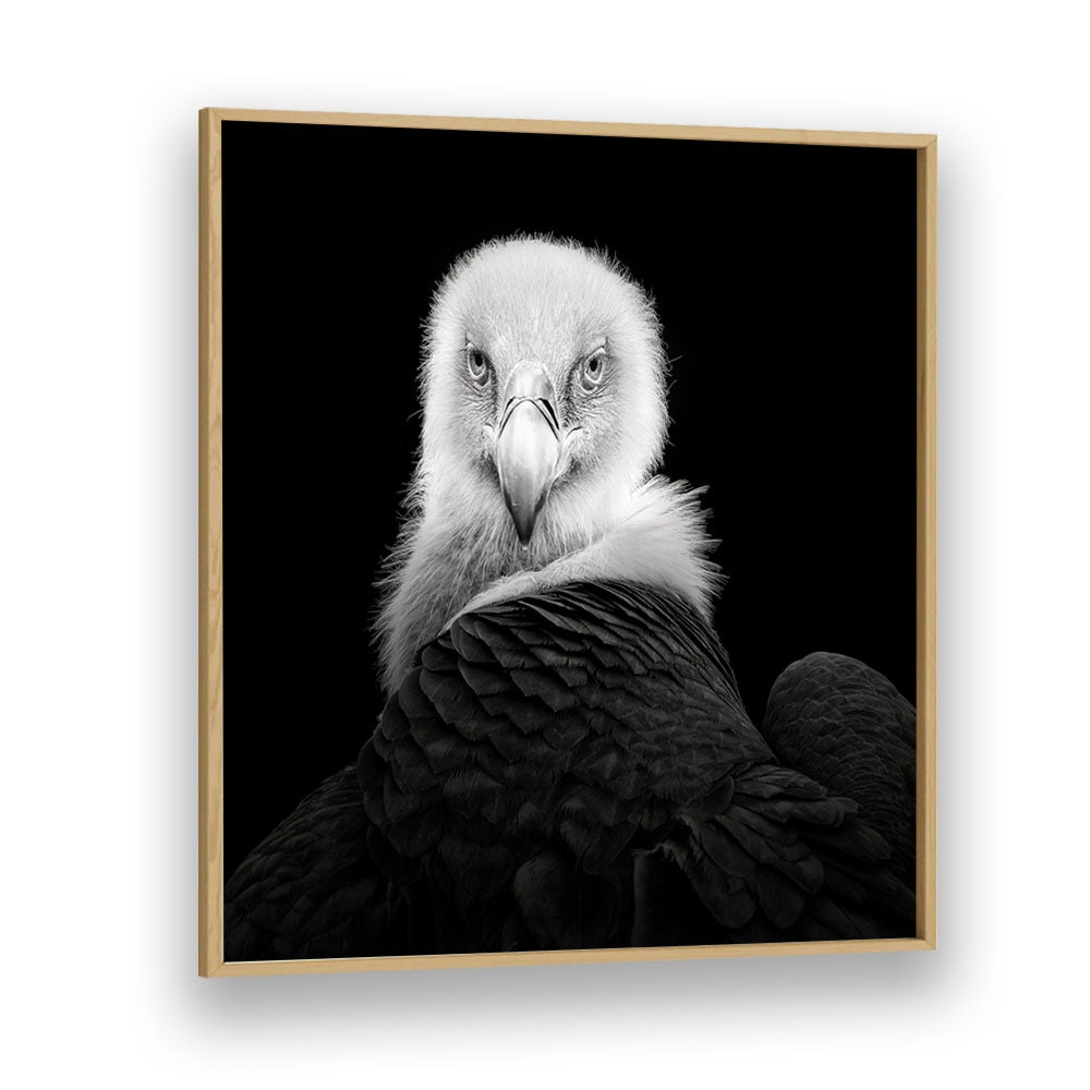 EURASIAN GRIFFON WILDLIFE-PHOTOGRAPHY in Oak Wood Plain Frame