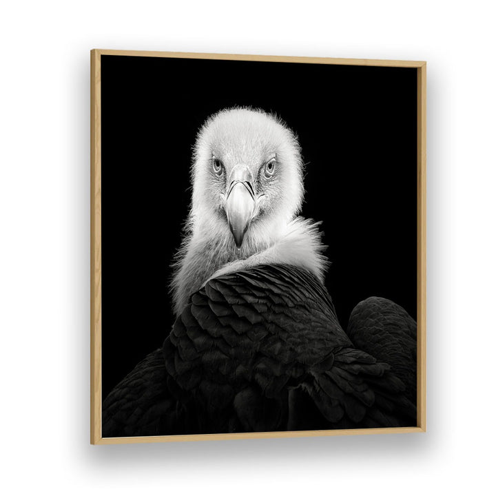 EURASIAN GRIFFON WILDLIFE-PHOTOGRAPHY in Oak Wood Plain Frame