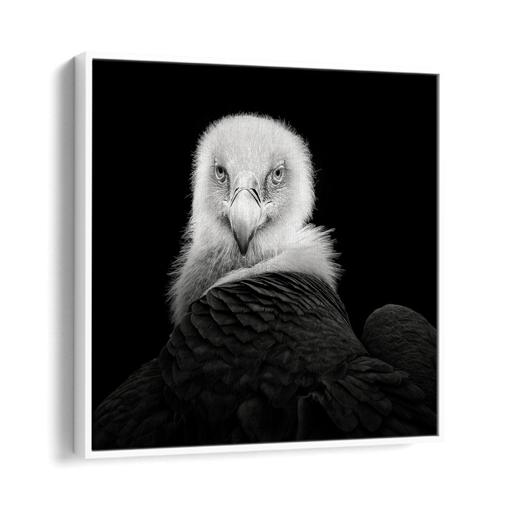 EURASIAN GRIFFON WILDLIFE PHOTOGRAPHY in White Floater Frame