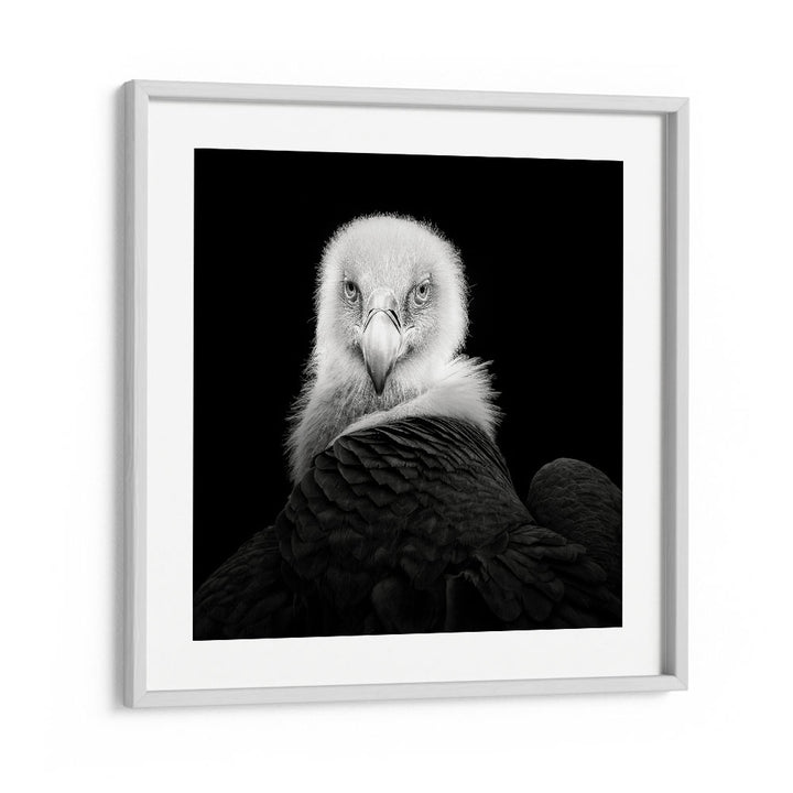 EURASIAN GRIFFON WILDLIFE PHOTOGRAPHY in White Frame With Mount