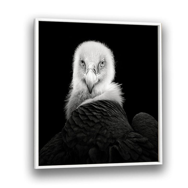 EURASIAN GRIFFON WILDLIFE PHOTOGRAPHY in White Plain Frame