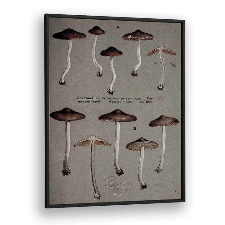 Fungal Odyssey Journey Of The Airborne Caps Gothic Art Prints in Black Plain Frame