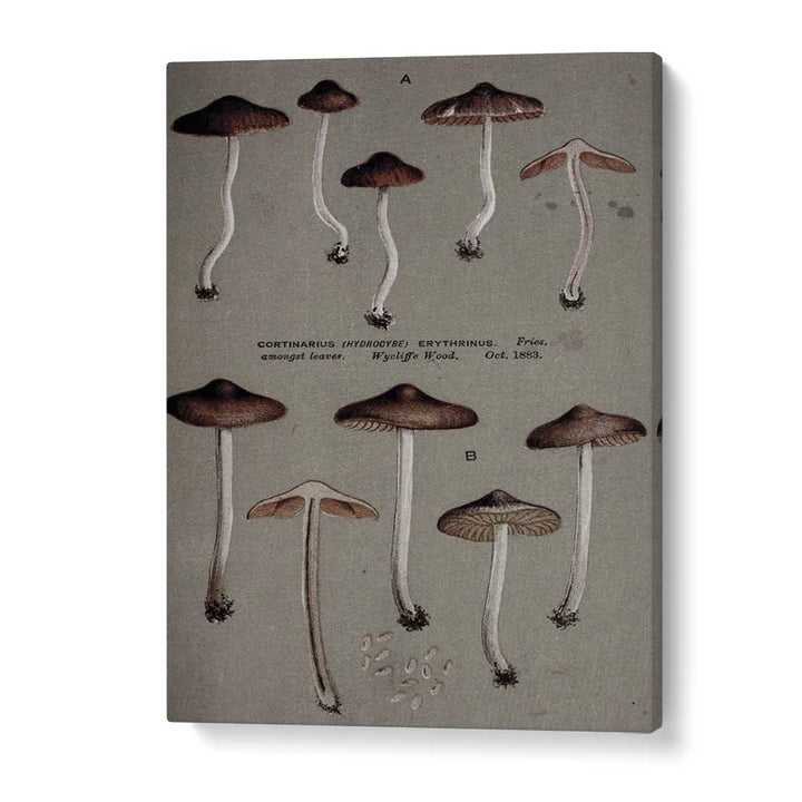 Fungal Odyssey Journey Of The Airborne Caps Gothic Art Prints in Gallery Wrap