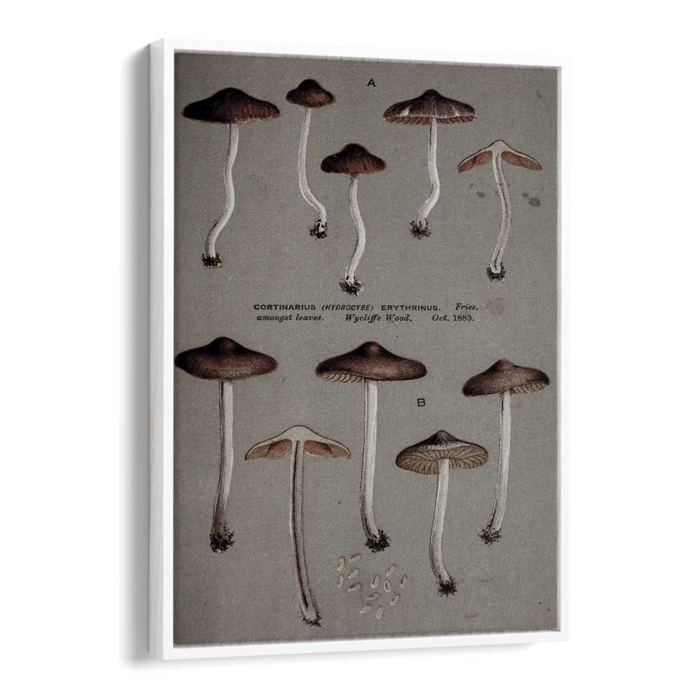 Fungal Odyssey Journey Of The Airborne Caps Gothic Art Prints in White Floater Frame