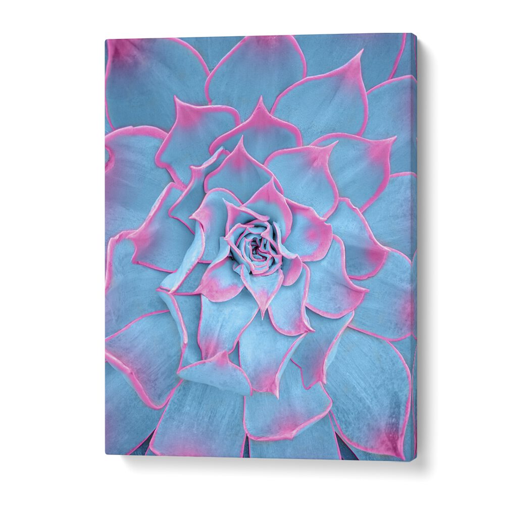 surreal painting - BLUE AND PINK SUCCULENT by Asianmonk