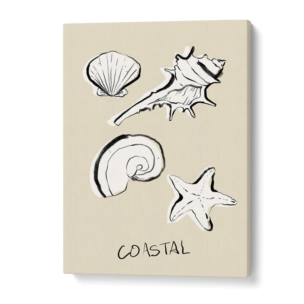 COASTAL SHELLS AND STARFISH
