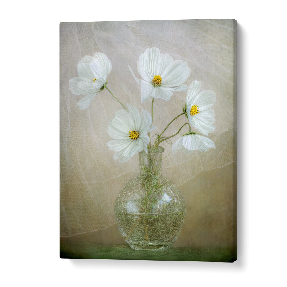 Delicate white cosmos flowers in a vase, showcasing COSMOS BREEZE, FLORAL FLOWER PAINTINGS for vibrant decor.