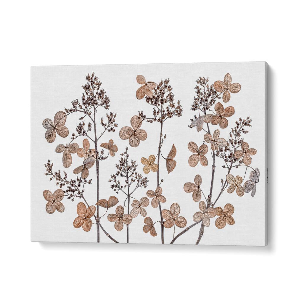 Beautiful Hydrangea Paniculata floral flower paintings, showcasing delicate blooms perfect for any garden decor.