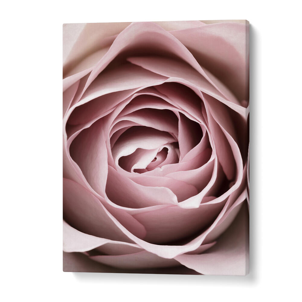 Exquisite PINK ROSE NO IV, FLORAL FLOWER PAINTINGS showcasing delicate blooms, perfect for enhancing your home decor.
