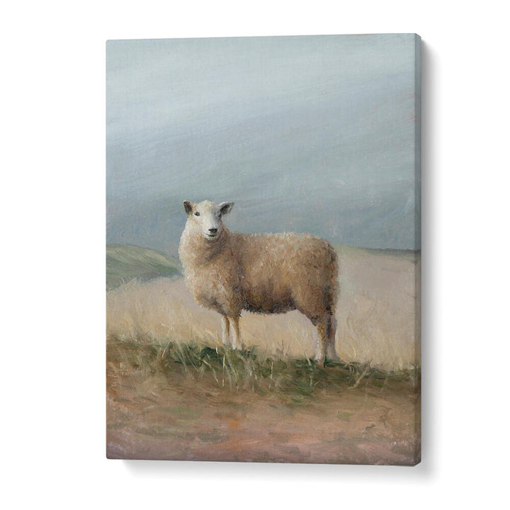 SHEEP STUDY