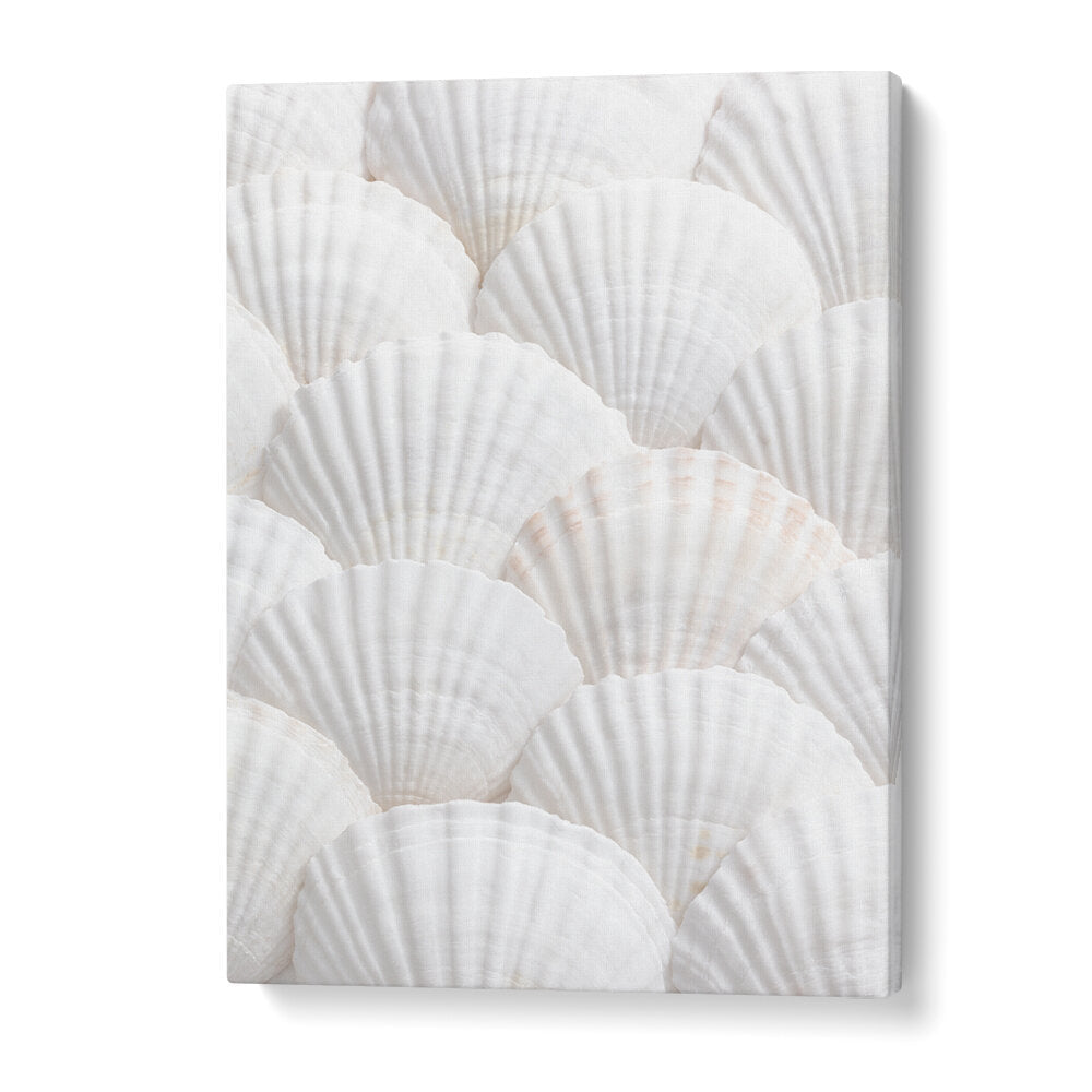 SHELLS III, BEACH PAINTINGS showcase serene white seashells for a calming coastal home aesthetic.