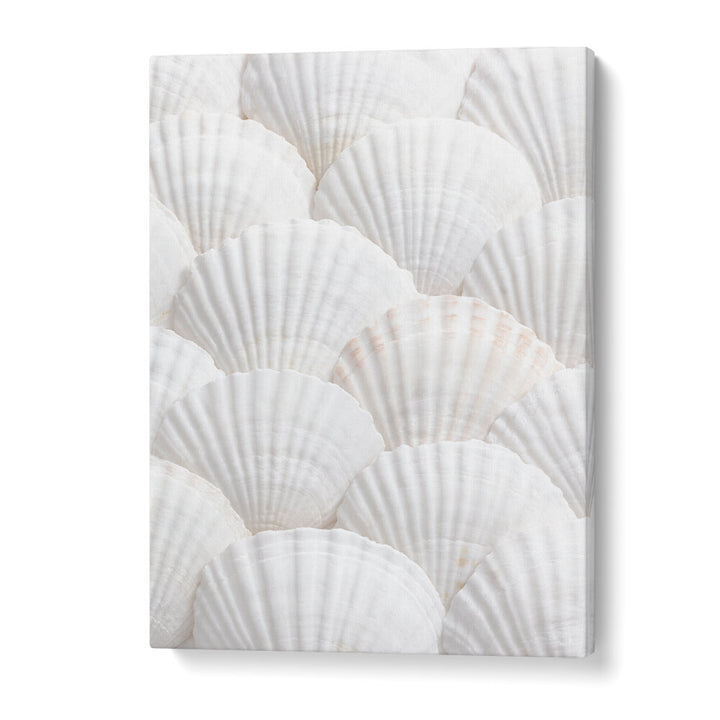 SHELLS III, BEACH PAINTINGS showcase serene white seashells for a calming coastal home aesthetic.