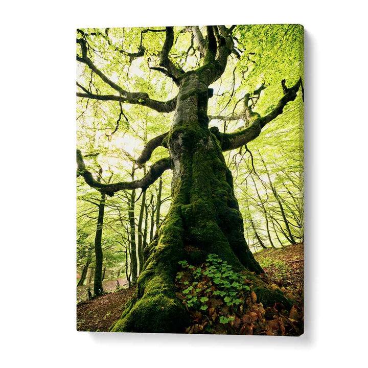 ENT BY STEFAN HEFELE , LANDSCAPE PHOTO PRINTS