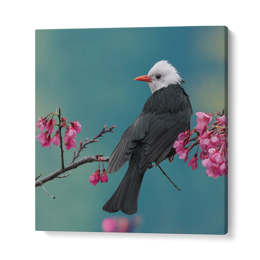 surreal painting - WHITE-HEADED BLACK BULBUL by Asianmonk