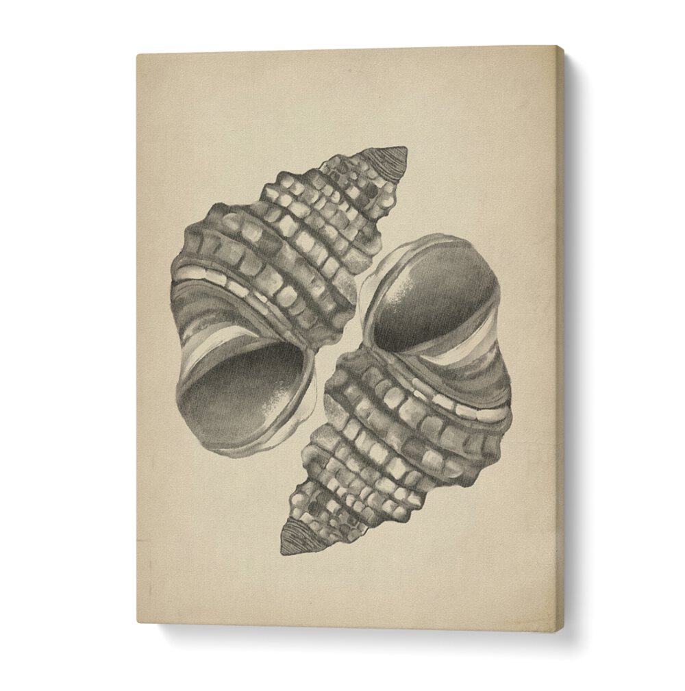 Delicate seashells illustrated in SEASHELLS II, BEACH PAINTINGS, capturing coastal elegance for your home.