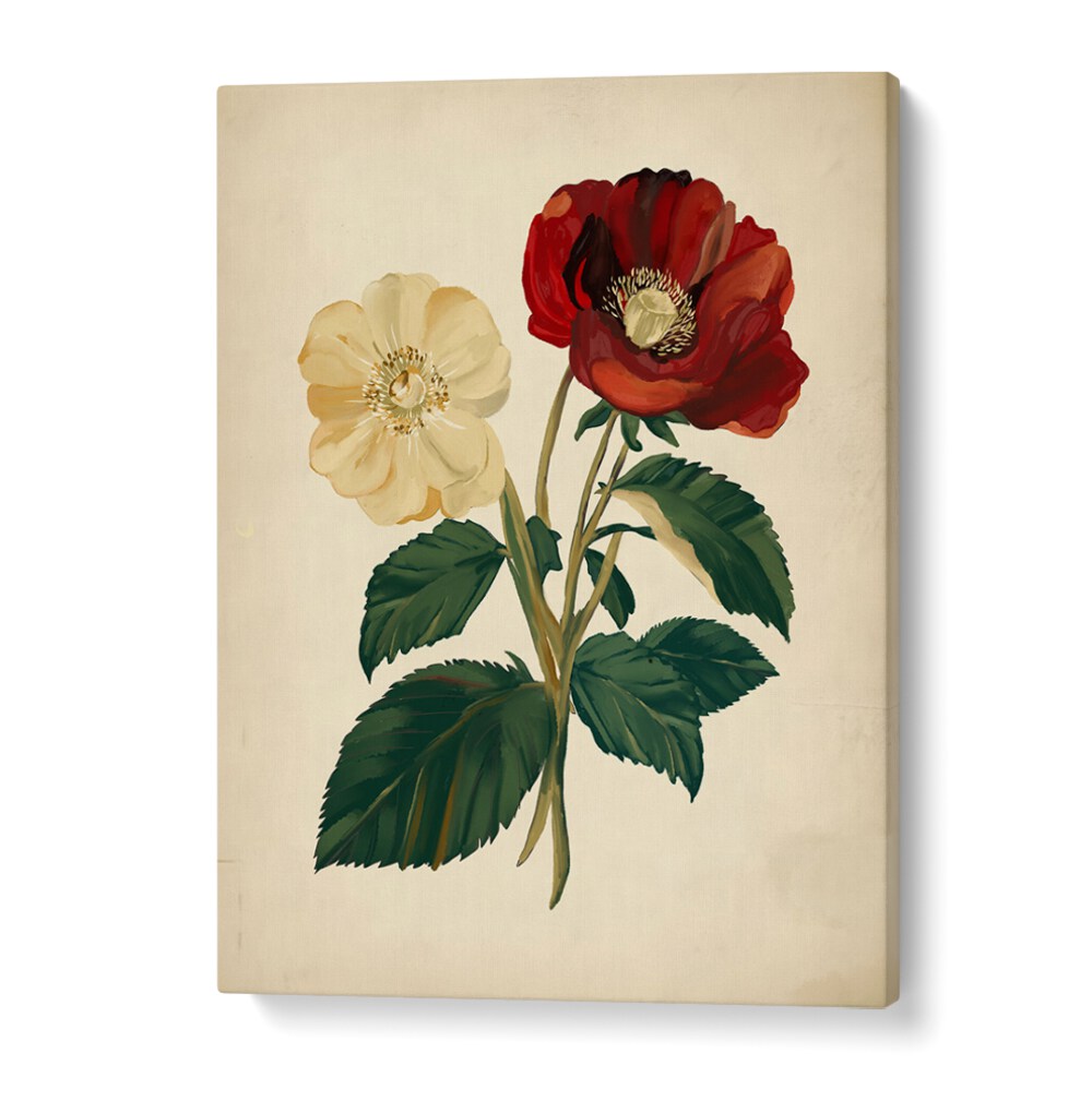 Elegant 18TH CENTURY BOTANICAL , FLORAL FLOWER PAINTINGS featuring vibrant red and white flowers, perfect for home decor.