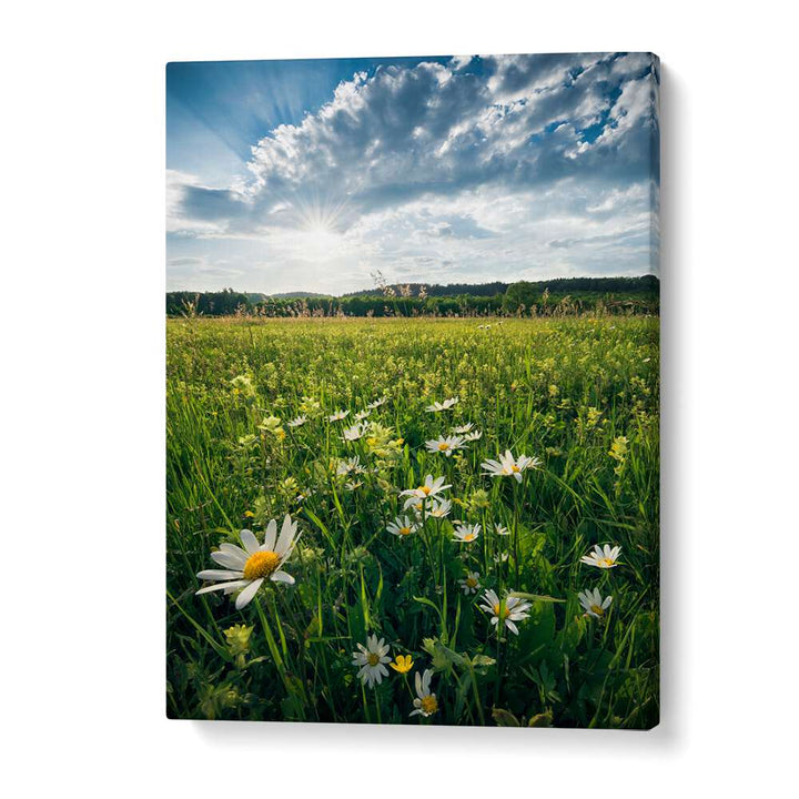 FLOWERING MEADOW BY STEFAN HEFELE , LANDSCAPE PHOTO PRINTS