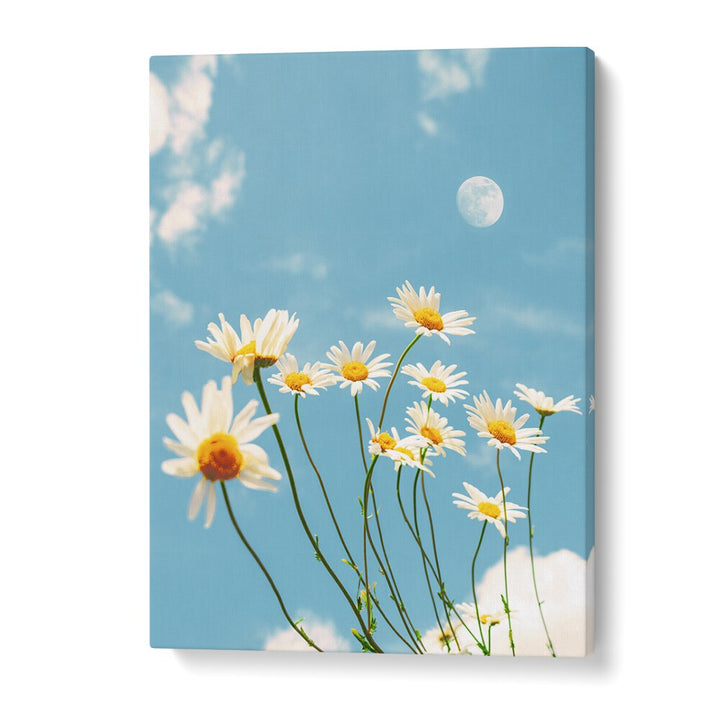 MAGICAL DAISIES BY GABOR ESTEFAN, STREET PHOTOGRAPHY ART PRINTS