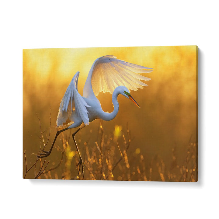 MORNING EGRET BY MICHAEL ZHENG , LANDSCAPE PHOTO PRINTS