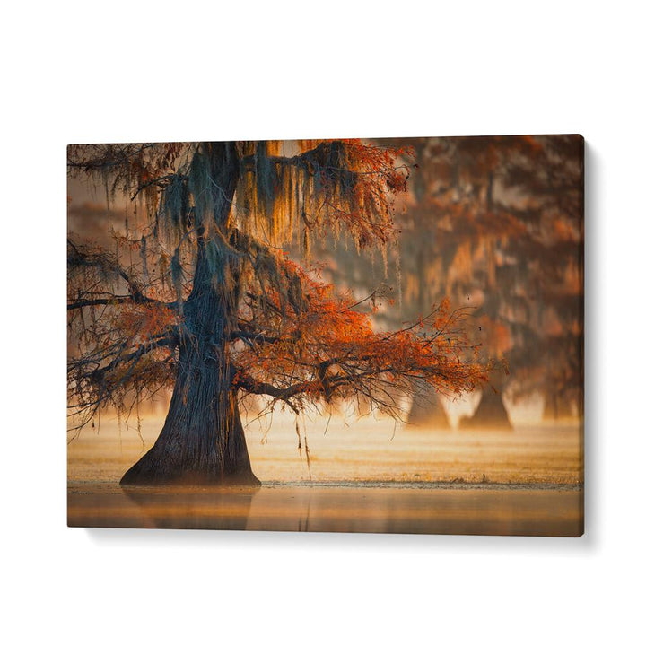 A CYPRESS IN FALL WATER BY MICHAEL ZHENG , LANDSCAPE PHOTO PRINTS