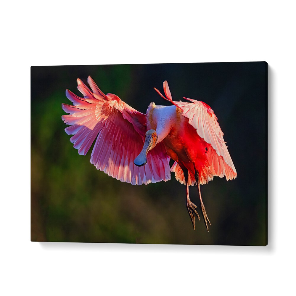Stunning Roseate Spoonbill captured in flight, perfect for nature lovers. Explore our ROSEATE SPOONBILL, PHOTOGRAPHY PRINTS.