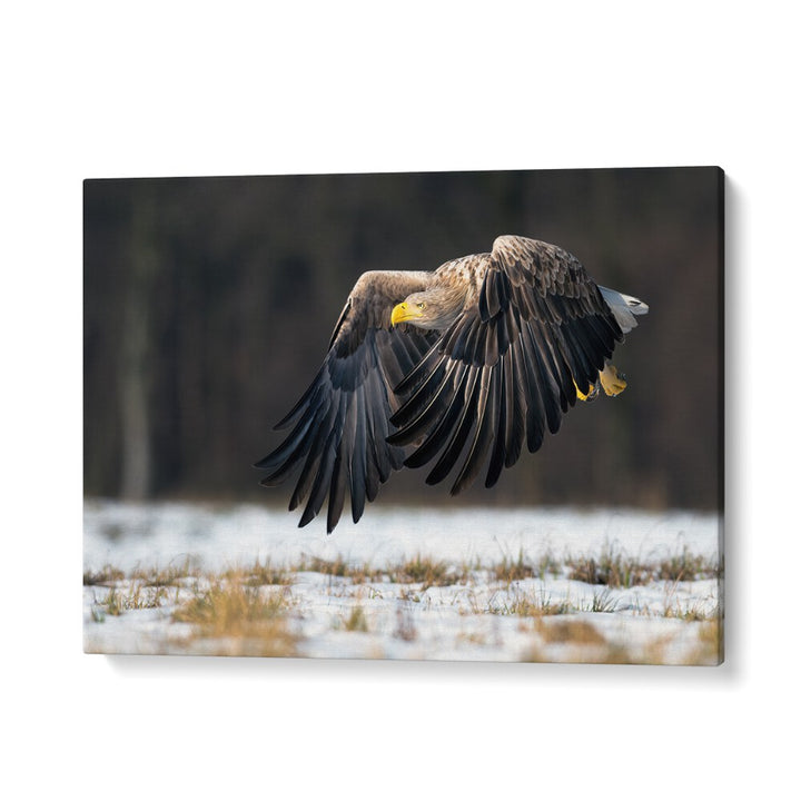 PHOTOGRAPHY painting - WHITE-TAILED EAGLE by Asianmonk