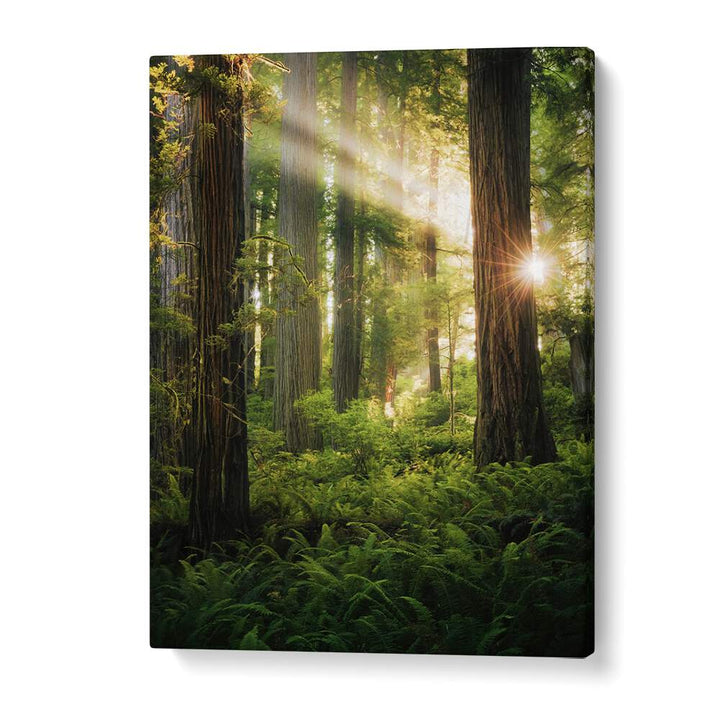 FAIRY FOREST , LANDSCAPE PHOTO PRINTS , LANDSCAPE PHOTOGRAPHY