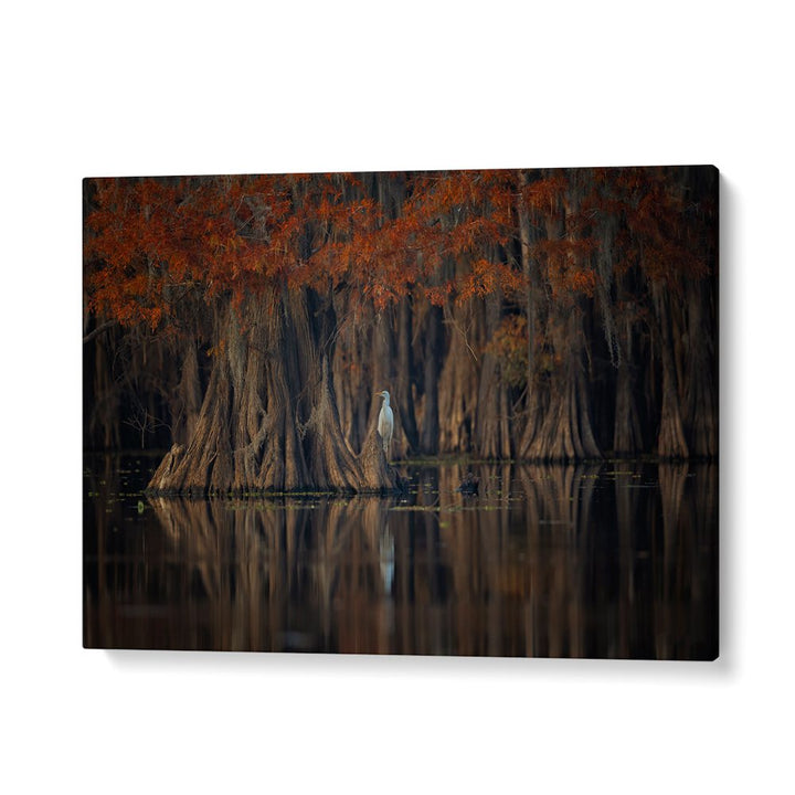 Serene scene of a tranquil lake with cypress trees, ideal for TRANQUIL LAKE, PHOTOGRAPHY PRINTS to enhance your decor.
