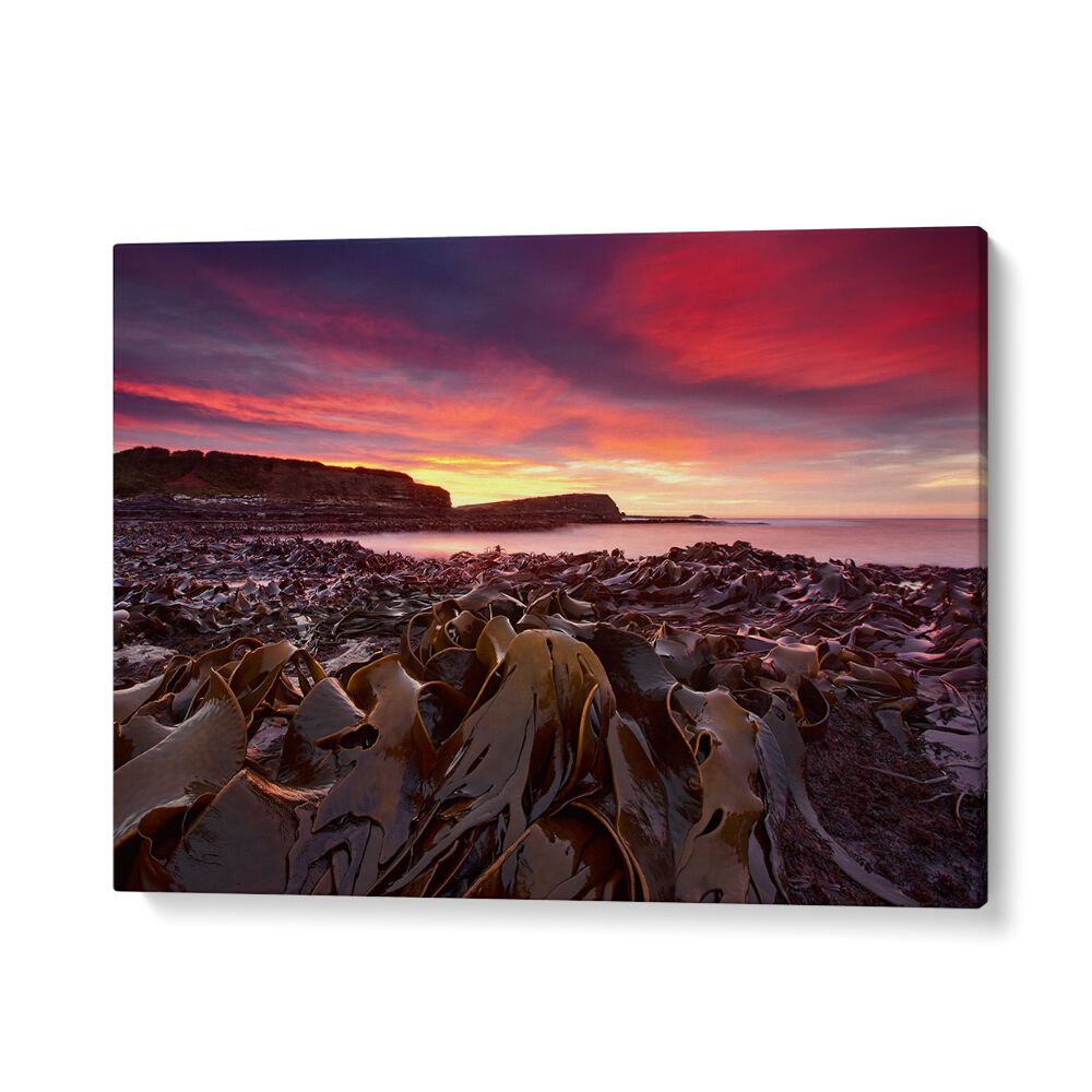 Stunning CURIO BAY MORNING, PHOTOGRAPHY PRINTS showcasing vibrant colors and serene landscapes of Curio Bay.