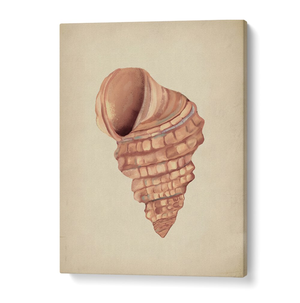 Stunning PINK SEASHELLS, BEACH PAINTINGS perfect for creating a serene coastal vibe in any space.