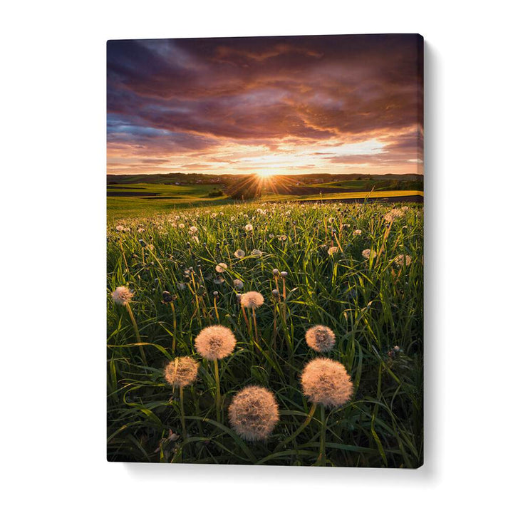 POPPY WORLD , LANDSCAPE PHOTO PRINTS , LANDSCAPE PHOTOGRAPHY