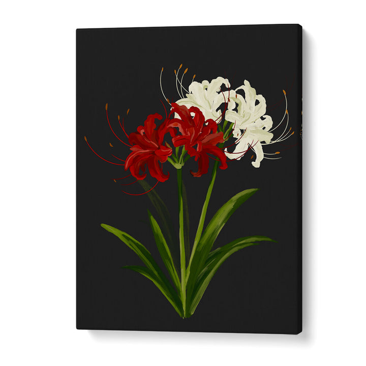 RED WHITE SPIDER LILIES
