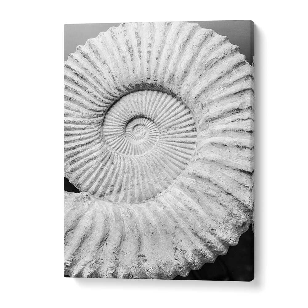 Monochrome fossil spiral canvas wall art titled ANCIENT SPIRAL DREAMS , BEACH PAINTINGS with textured ridges
