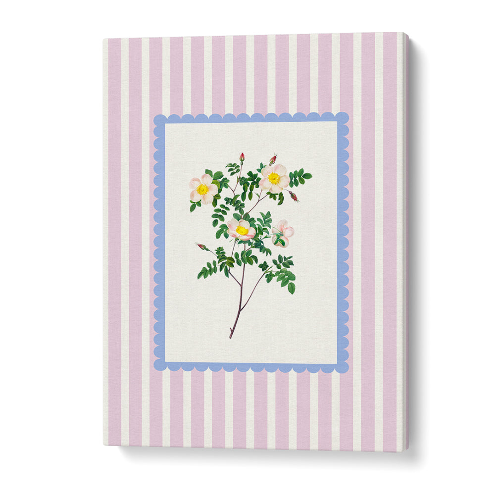BLUSH WILD ROSE STUDY