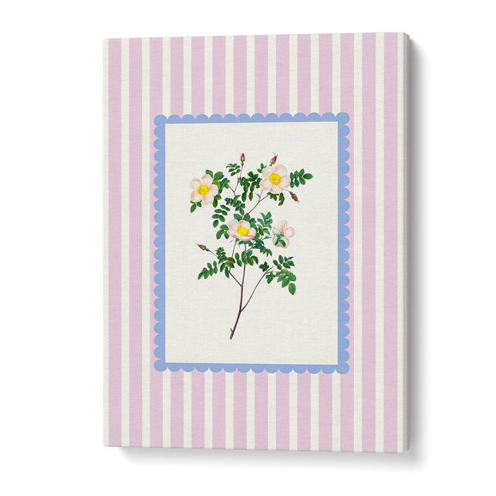 BLUSH WILD ROSE STUDY