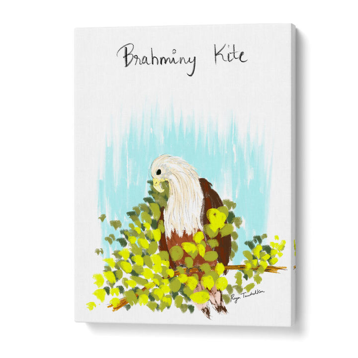 BRAHMINI KITE