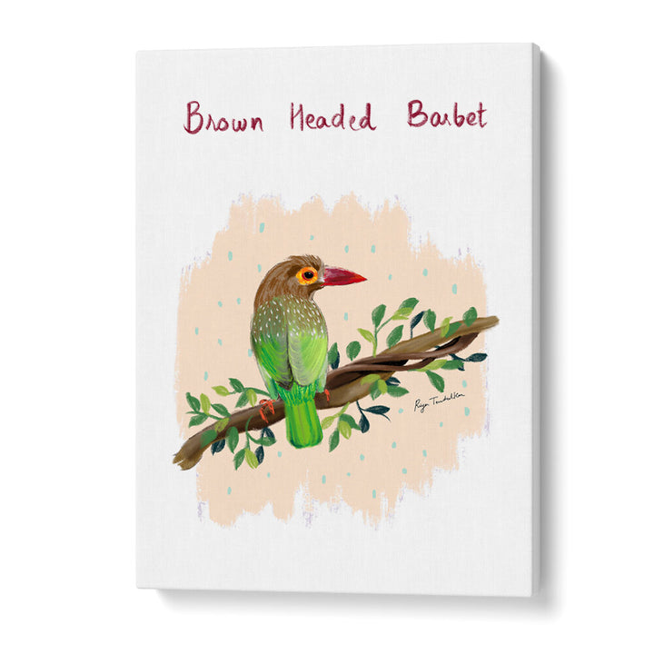 BROWN HEADED BARBET