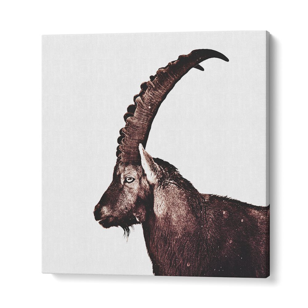 Majestic Capricorn in Snow, an exquisite animal painting, perfect for wildlife decor lovers. Ideal for nature enthusiasts.