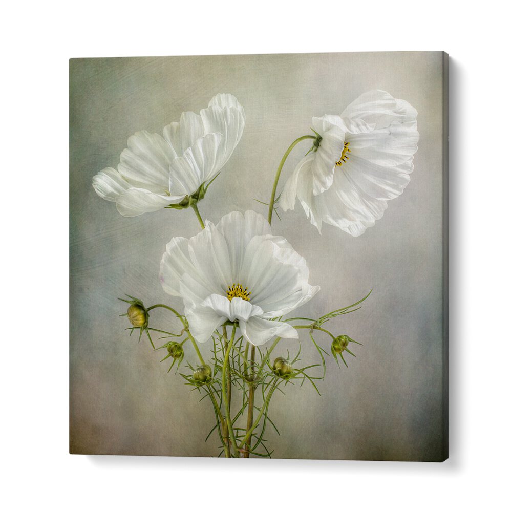 Elegant COSMOS CHARM, FLORAL FLOWER PAINTINGS featuring delicate white blooms on a soft background, perfect for decor.