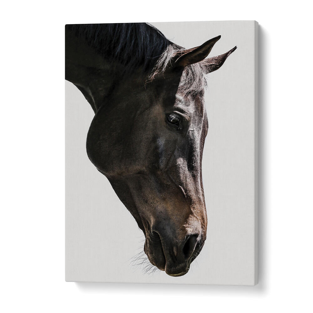 GENTLE EQUINE GAZE , ANIMAL PAINTINGS — close-up dark horse head on white canvas, minimalist equine wall art