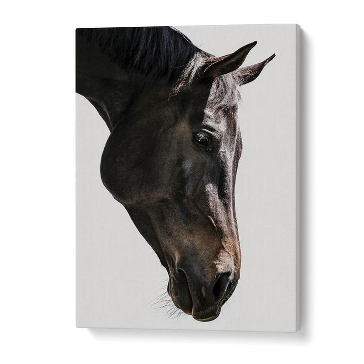 GENTLE EQUINE GAZE , ANIMAL PAINTINGS — close-up dark horse head on white canvas, minimalist equine wall art
