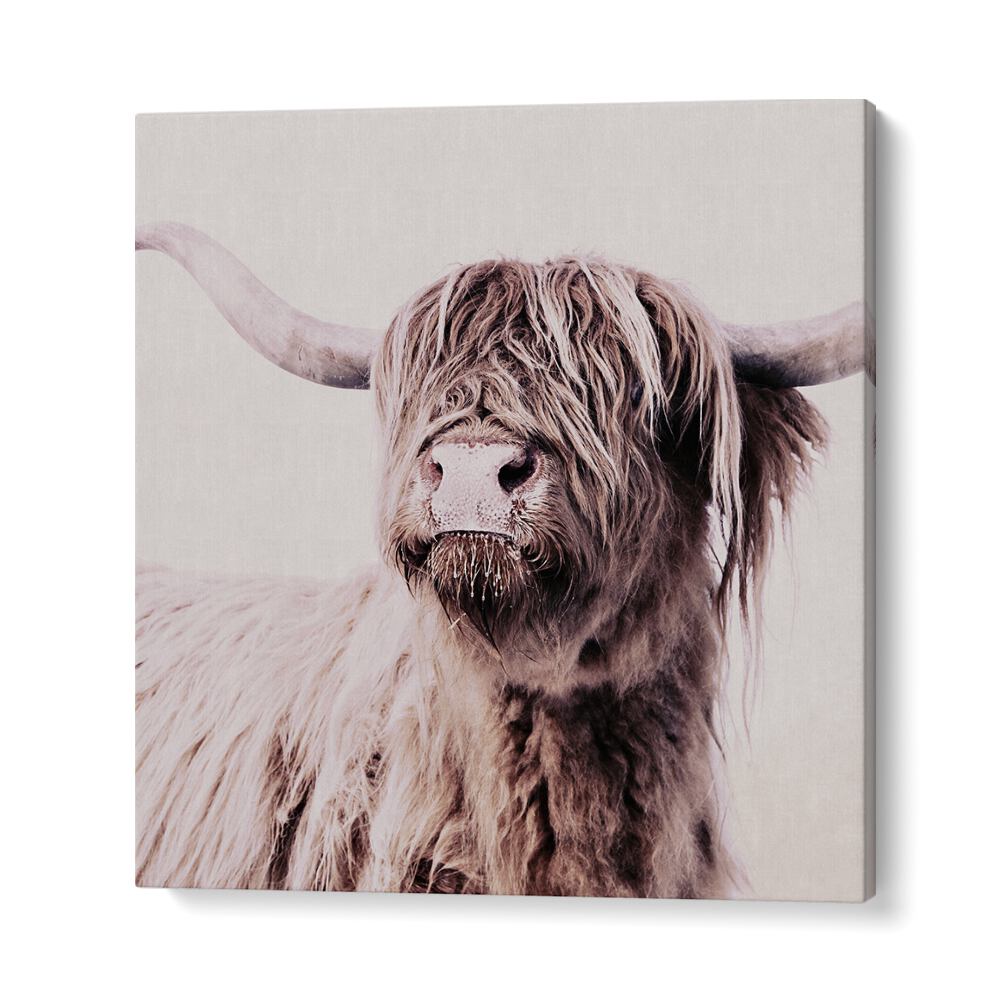 Highland Cattle Animal Paintings showcase stunning detail, perfect for art lovers seeking sophistication.