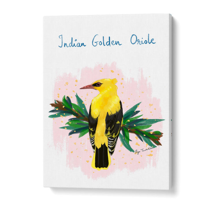 INDIAN GOLDEN ORIOLE