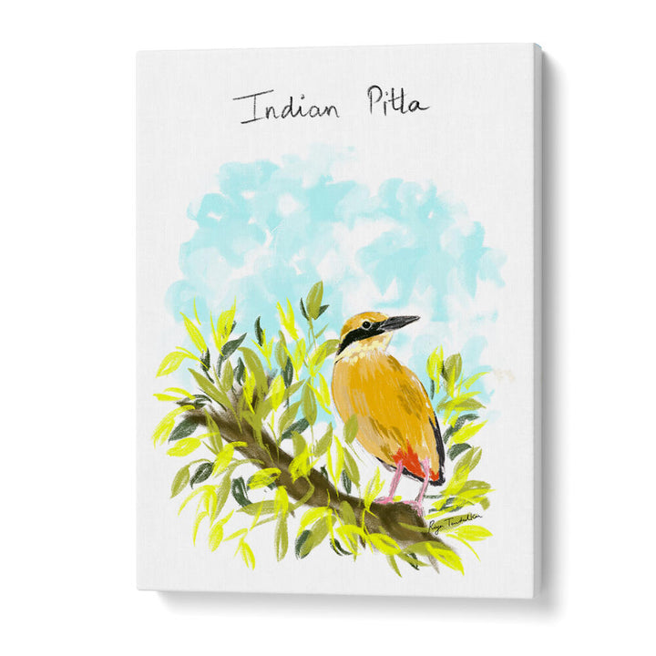INDIAN PITTA